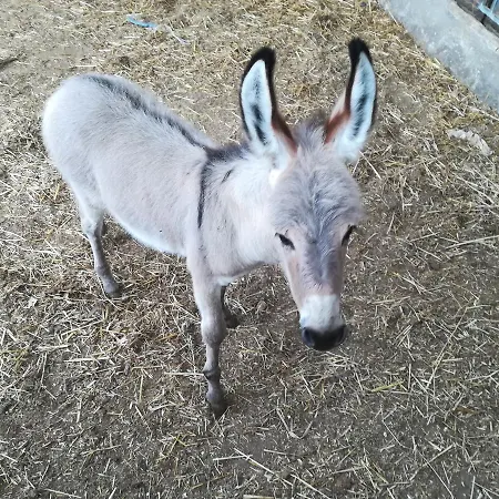 Torrevecchia Farmház