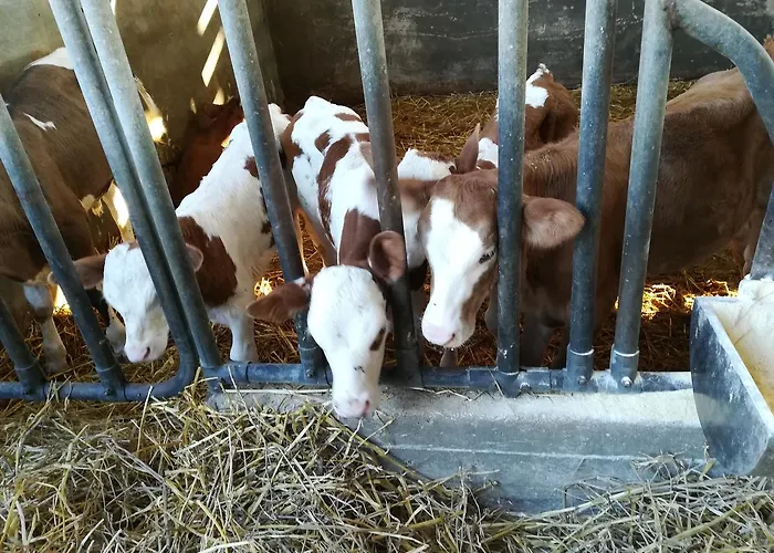 Torrevecchia Gospodarstwo agroturystyczne