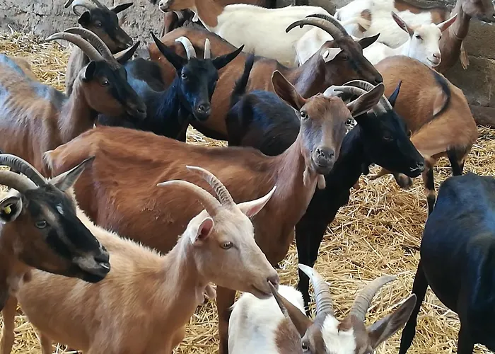 Gospodarstwo agroturystyczne Torrevecchia