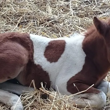 Torrevecchia مزرعة للإقامة سان بانكرازيو سالنتينو